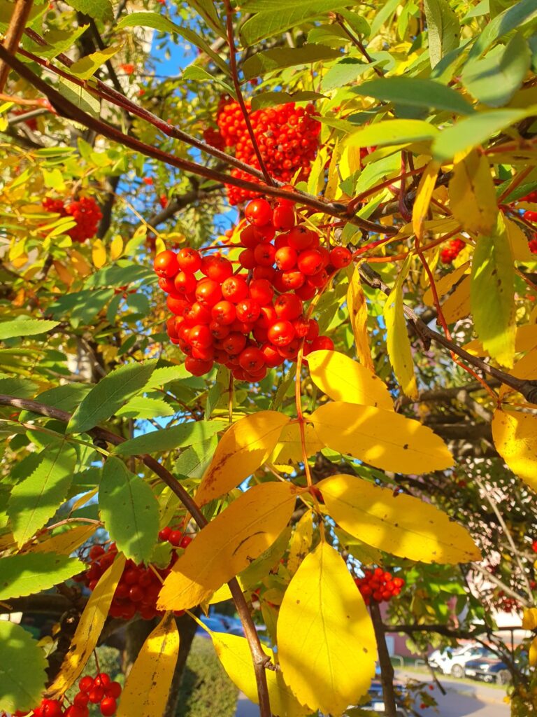 Zdjęcie do artykułu "Finał szkolnego konkursu fotograficznego JESIEŃ W OBIEKTYWIE"