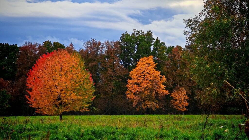 Zdjęcie do artykułu "Finał szkolnego konkursu fotograficznego JESIEŃ W OBIEKTYWIE"
