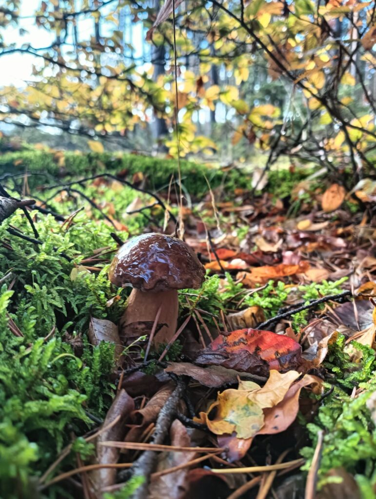 Zdjęcie do artykułu "Finał szkolnego konkursu fotograficznego JESIEŃ W OBIEKTYWIE"