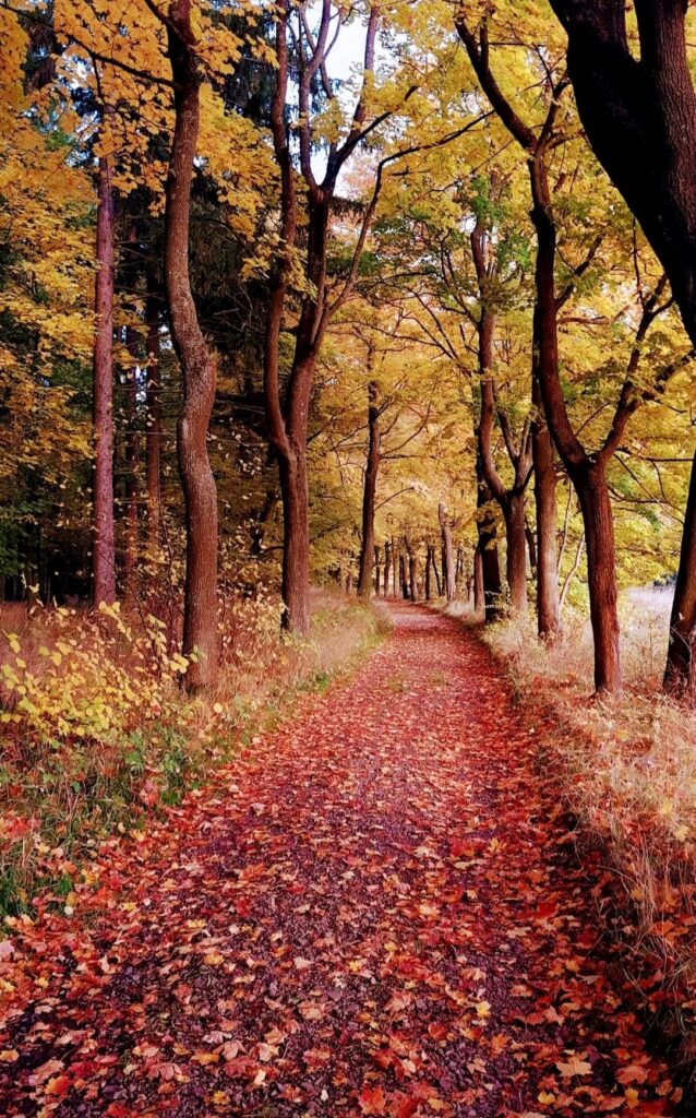 Zdjęcie do artykułu "Finał szkolnego konkursu fotograficznego JESIEŃ W OBIEKTYWIE"