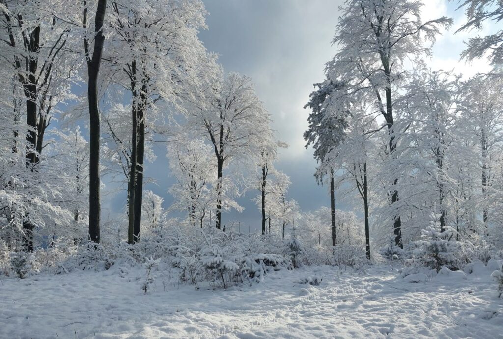 Zdjęcie do artykułu "Finał szkolnego konkursu fotograficznego ZIMA W OBIEKTYWIE"