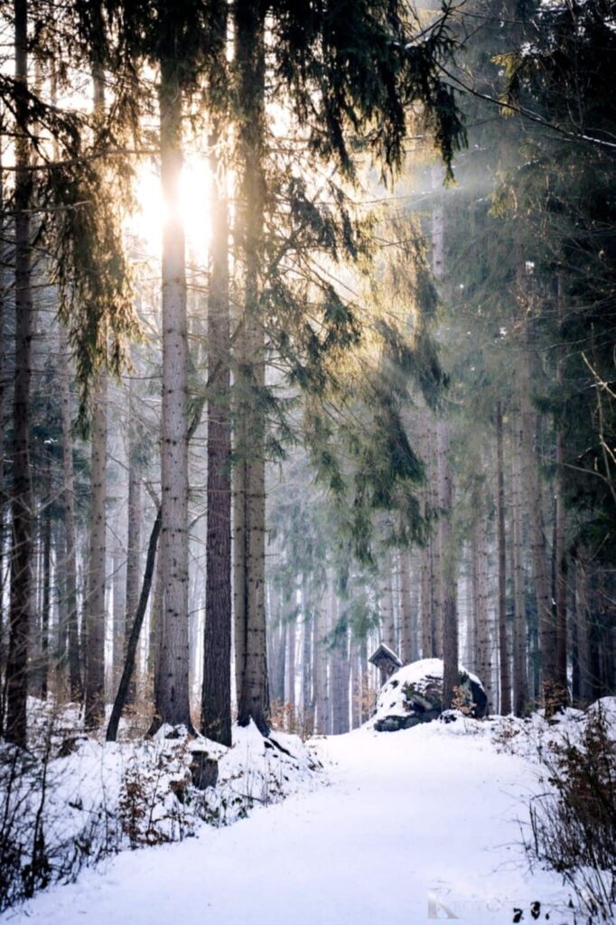 Zdjęcie do artykułu "Finał szkolnego konkursu fotograficznego ZIMA W OBIEKTYWIE"