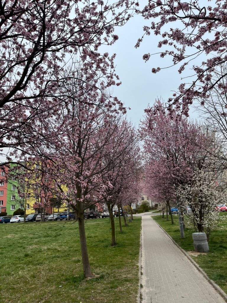Zdjęcie do artykułu "Finał szkolnego konkursu fotograficznego WIOSNA W OBIEKTYWIE"