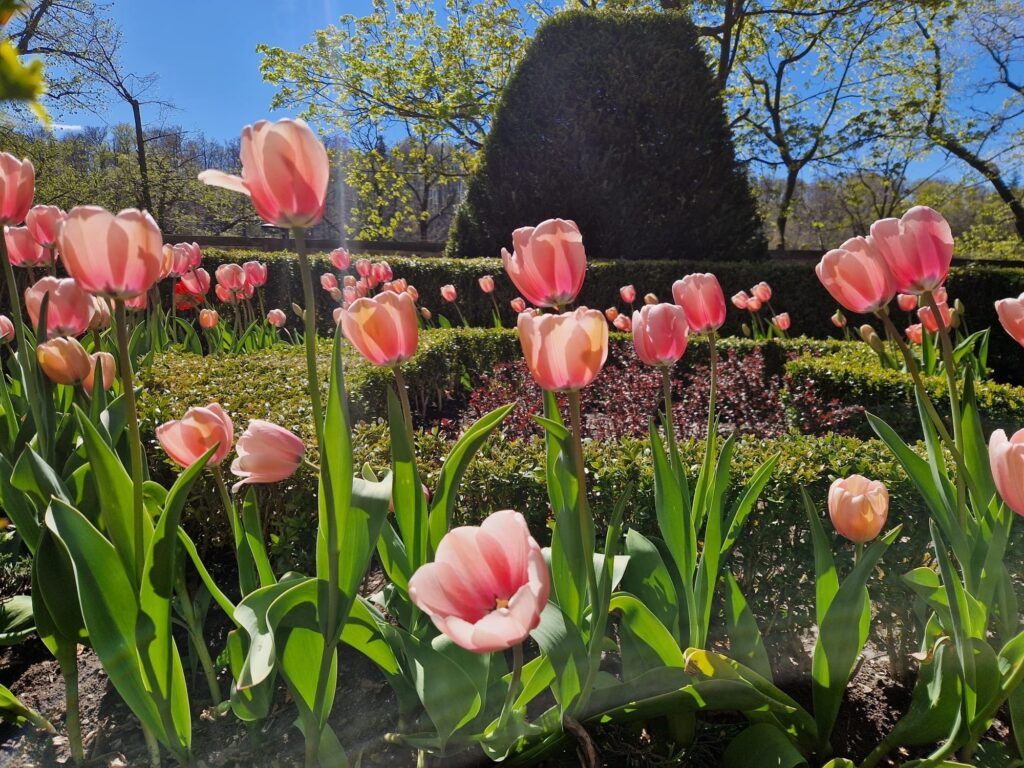 Zdjęcie do artykułu "Finał szkolnego konkursu fotograficznego WIOSNA W OBIEKTYWIE"